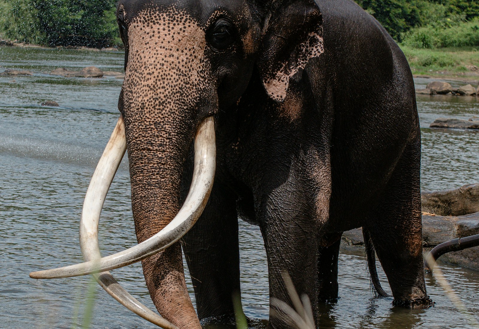 Sri Lankan elephant standing in shallow water