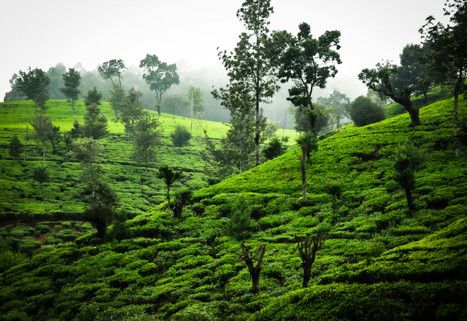 Green tea plantations in the misty hills near Nuwara Eliya